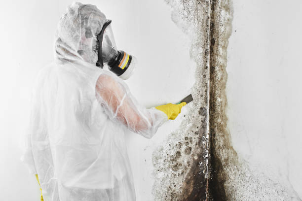 Best Certified Mold Removal  in Henderson, TX