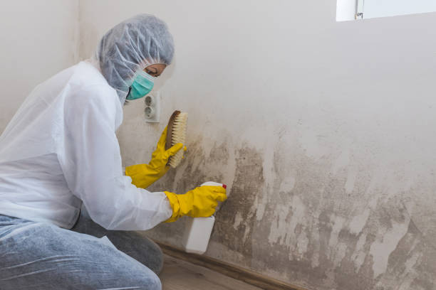 Best Toxic Mold Removal  in Henderson, TX