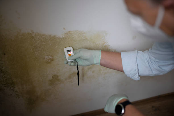 Best Office Mold Removal Services  in Henderson, TX