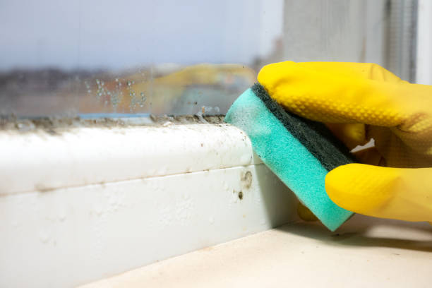 Best Fast Mold Removal  in Henderson, TX