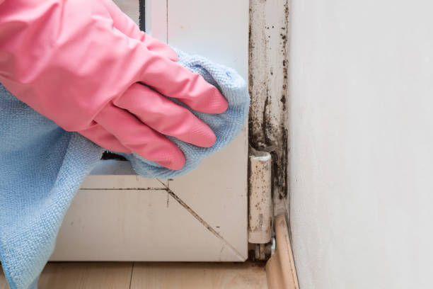 Best Commercial Mold Removal  in Henderson, TX